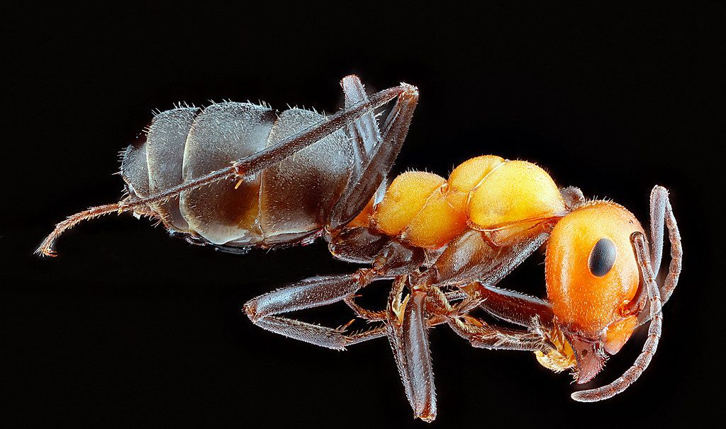 Ant Control service in Lubbock, TX