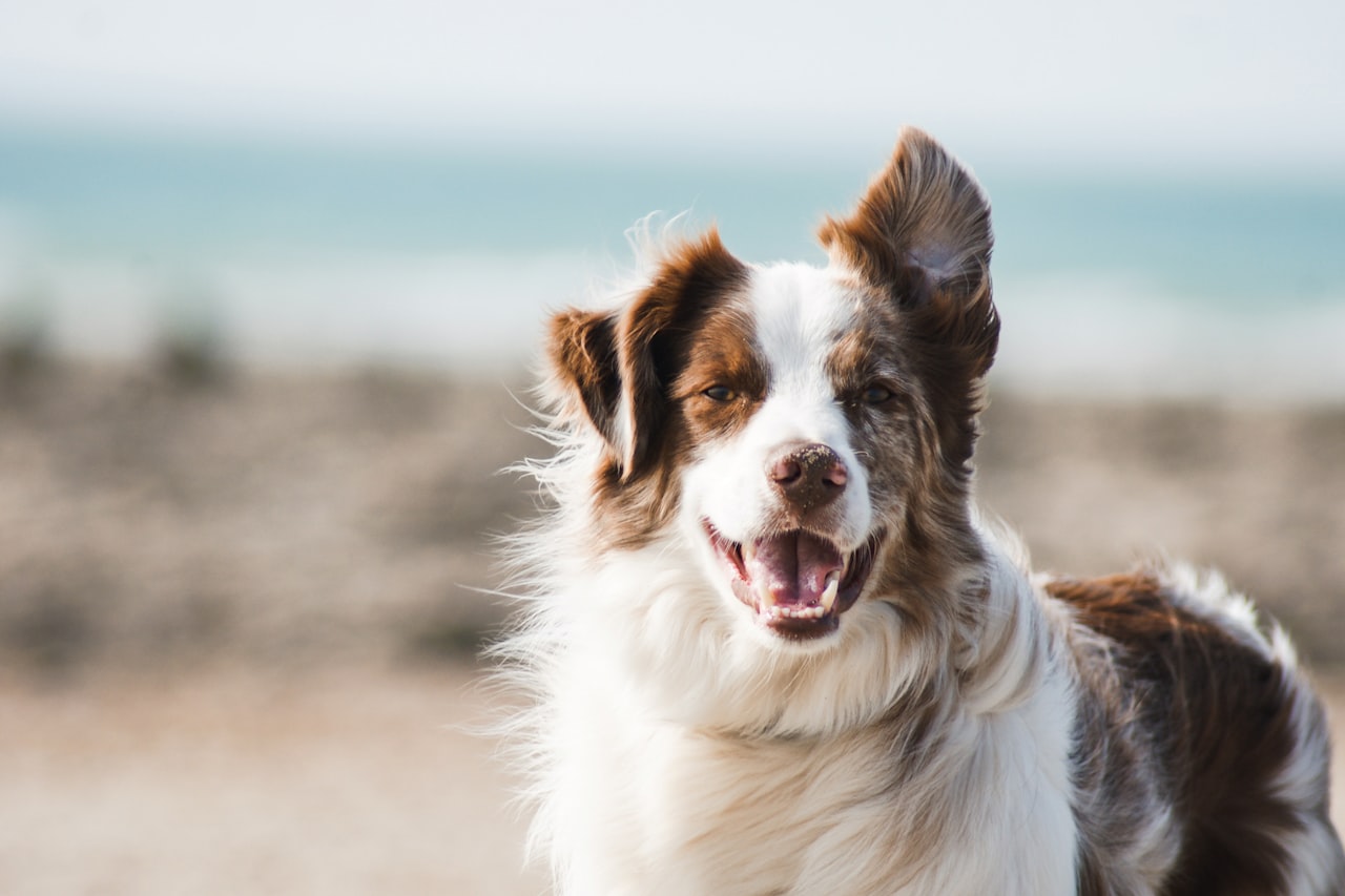 Flea & Tick Control service in Lubbock, TX