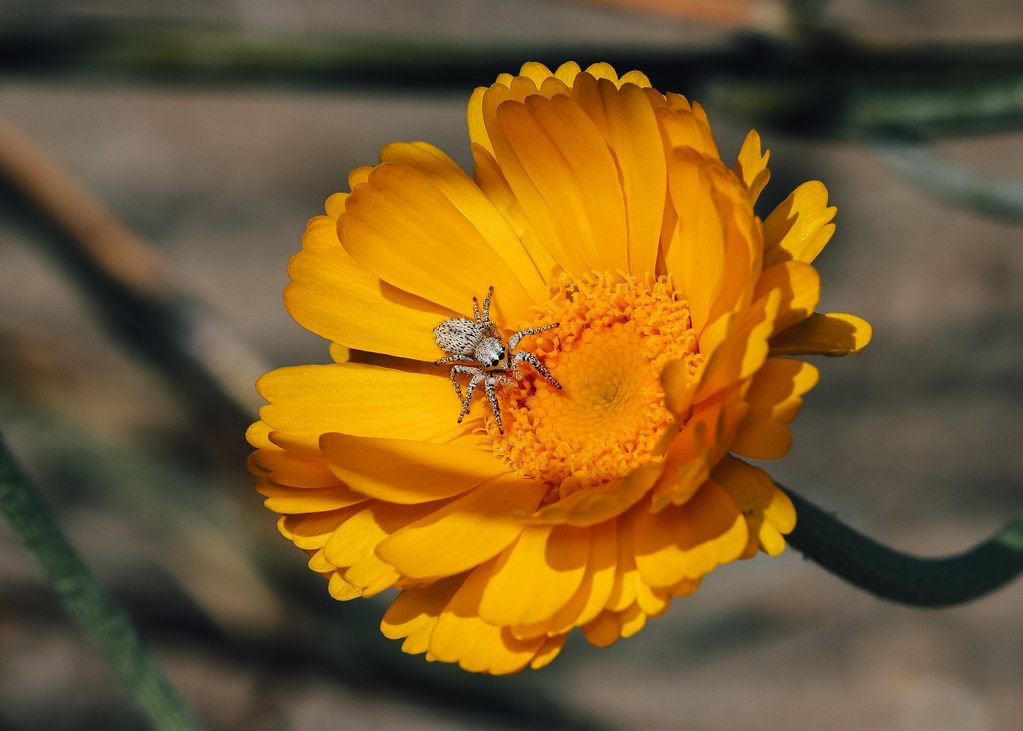 Spider Control service in Lubbock, TX